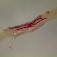 thumbnail for publication: Nematode Management in Cole Crops